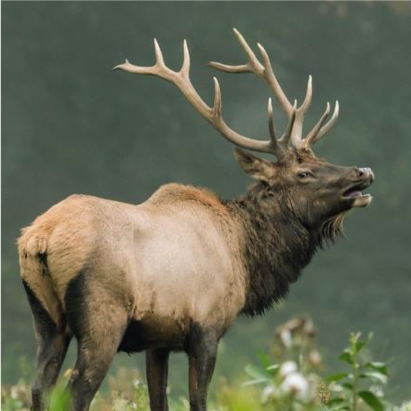 A bugling elk